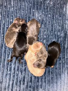 6 litter min pin puppy’s