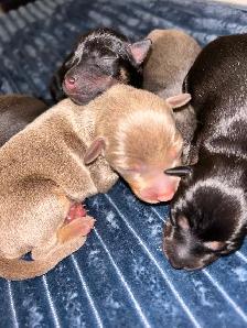 6 litter min pin puppy’s - Photo 2