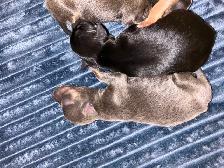 6 litter min pin puppy’s - Photo 3