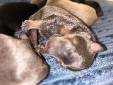 6 litter min pin puppy’s - Photo 4