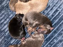 6 litter min pin puppy’s - Photo 5