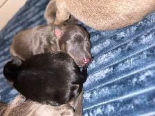 6 litter min pin puppy’s - Photo 6