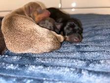 6 litter min pin puppy’s - Photo 7