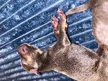 6 litter min pin puppy’s - Photo 8