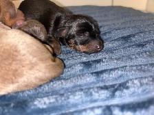 6 litter min pin puppy’s - Photo 9