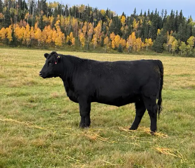 SimxAng Bred Heifers