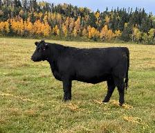 SimxAng Bred Heifers