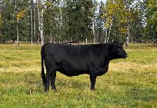 SimxAng Bred Heifers - Photo 2