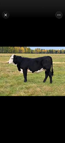 SimxAng Bred Heifers - Photo 3