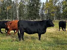 SimxAng Bred Heifers - Photo 4
