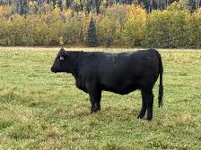 SimxAng Bred Heifers - Photo 5