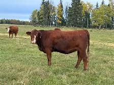 SimxAng Bred Heifers - Photo 6
