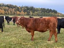SimxAng Bred Heifers - Photo 7