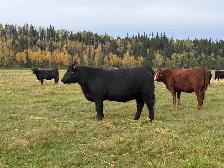SimxAng Bred Heifers - Photo 8