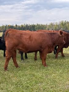 SimxAng Bred Heifers - Photo 9