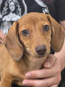 Registered Dachshund Female Puppy