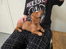Registered Dachshund Female Puppy - Photo 2
