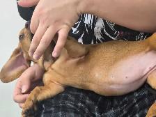 Registered Dachshund Female Puppy - Photo 3