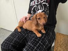Registered Dachshund Female Puppy - Photo 4