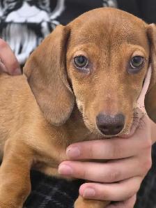 Registered Dachshund Female Puppy - Photo 5