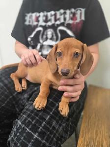 Registered Dachshund Female Puppy - Photo 6