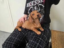 Registered Dachshund Female Puppy - Photo 7