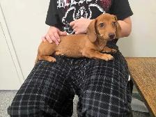 Registered Dachshund Female Puppy - Photo 8