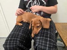 Registered Dachshund Female Puppy - Photo 9