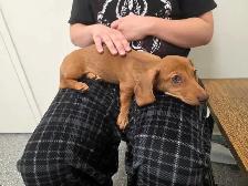 Registered Dachshund Female Puppy - Photo 10