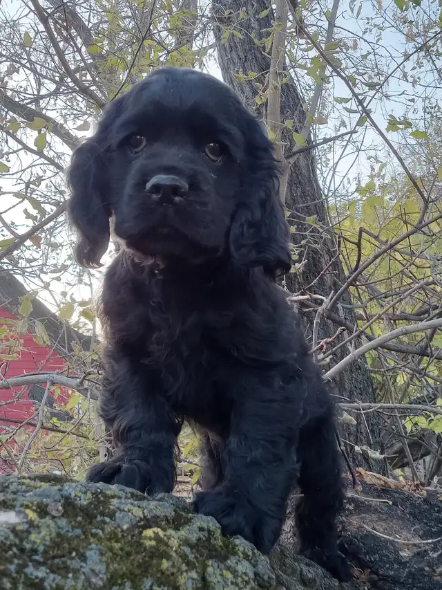 Cocker Spaniel Pup
