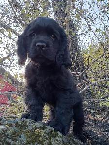 Cocker Spaniel Pup