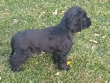 Cocker Spaniel Pup - Photo 2
