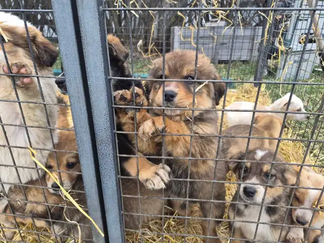 Farm pups