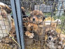 Farm pups