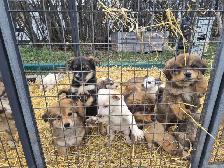 Farm pups - Photo 2
