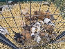 Farm pups - Photo 3
