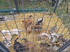 Farm pups - Photo 4