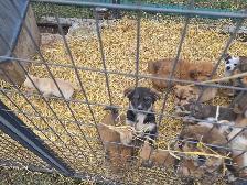Farm pups - Photo 5