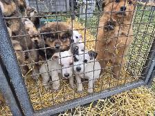 Farm pups - Photo 6