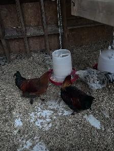 Roosters for sale