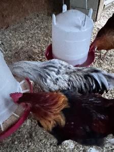 Roosters for sale - Photo 2