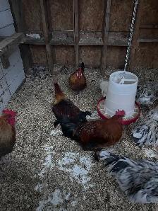 Roosters for sale - Photo 3