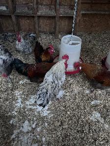 Roosters for sale - Photo 4