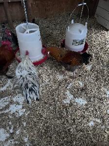Roosters for sale - Photo 5