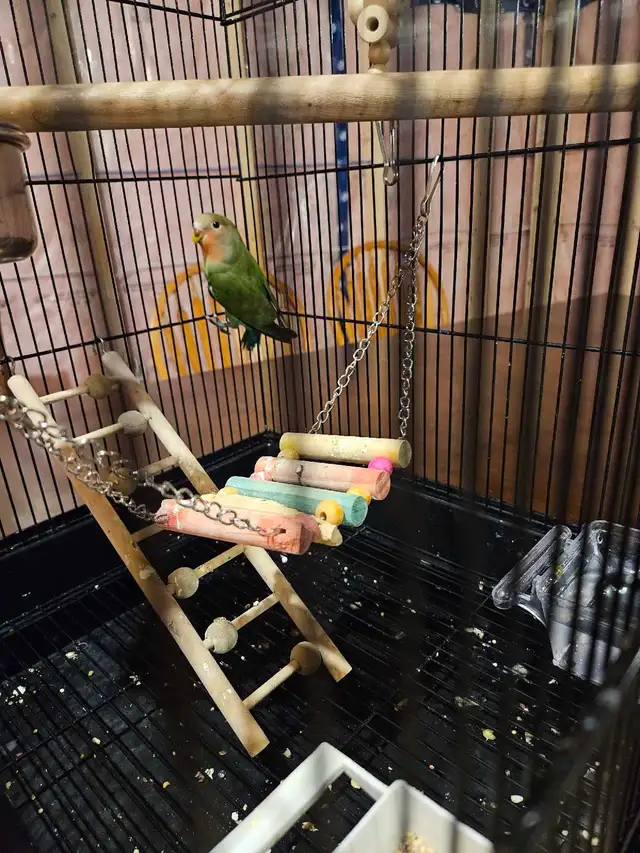 Young Love Bird