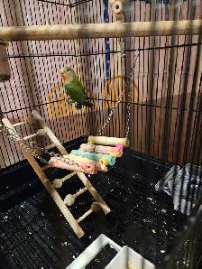 Young Love Bird