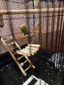 Young Love Bird - Photo 2