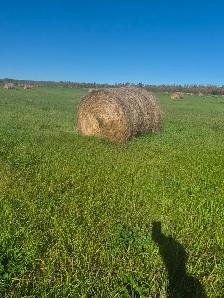Hay For Sale