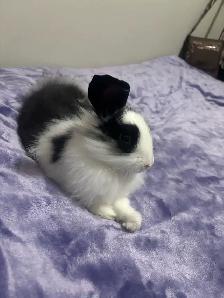 lop and lionhead rabbit - Photo 2