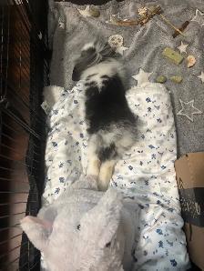 lop and lionhead rabbit - Photo 3